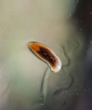 Leech on the glass. Bloodsucking animal. subclass of ringworms from the belt-type class. Hirudotherapy.の写真素材