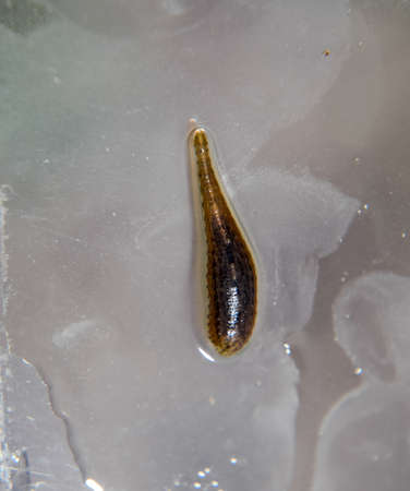 Leech on the glass. Bloodsucking animal. subclass of ringworms from the belt-type class. Hirudotherapy.の写真素材