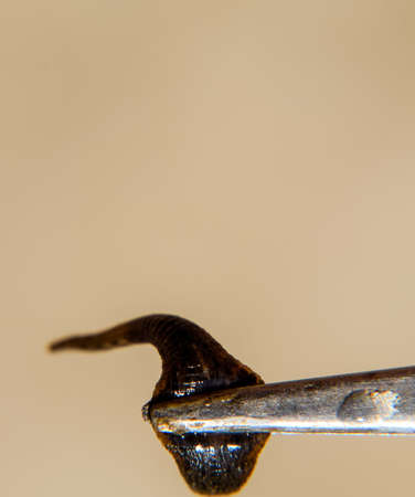 Leech on the tweezers. Bloodsucking animal. subclass of ringworms from the belt-type class. Hirudotherapy.の写真素材