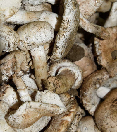 Field champignons. Edible mushroom. Mushrooms background texture. Dirty champignonsの写真素材