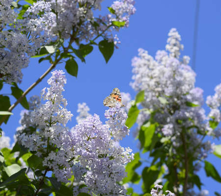 Butterfly Vanessa cardui on lilac flowers. Pollination blooming lilacs. Vanessa cardui