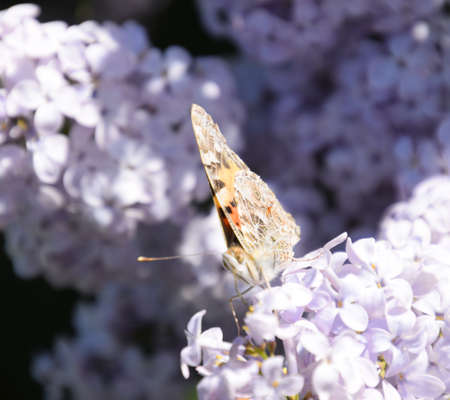Butterfly Vanessa cardui on lilac flowers. Pollination blooming lilacs. Vanessa carduiの写真素材