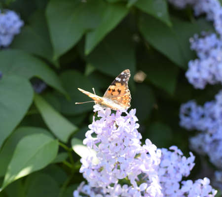 Butterfly Vanessa cardui on lilac flowers. Pollination blooming lilacs. Vanessa cardui
