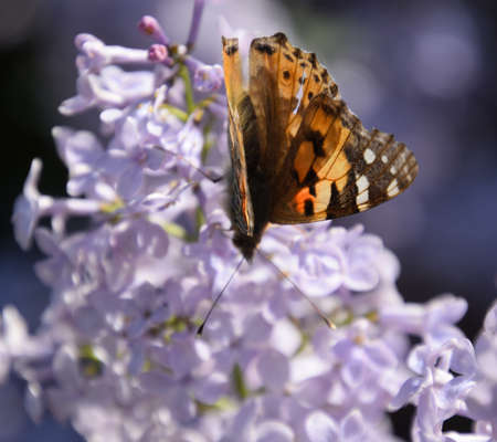 Butterfly Vanessa cardui on lilac flowers. Pollination blooming lilacs. Vanessa carduiの写真素材