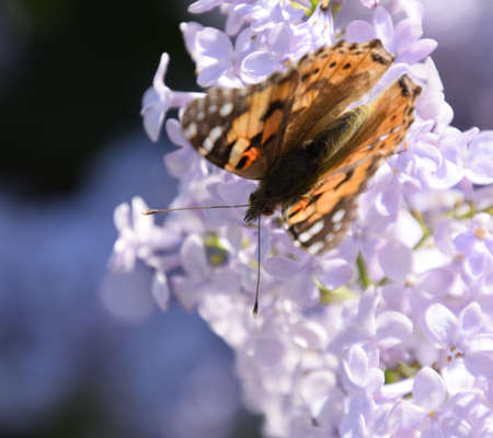Butterfly Vanessa cardui on lilac flowers. Pollination blooming lilacs. Vanessa carduiの写真素材