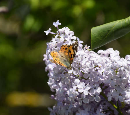 Butterfly Vanessa cardui on lilac flowers. Pollination blooming lilacs. Vanessa carduiの写真素材