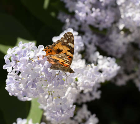 Butterfly Vanessa cardui on lilac flowers. Pollination blooming lilacs. Vanessa carduiの写真素材
