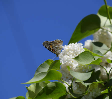 Butterfly Vanessa cardui on lilac flowers. Pollination blooming lilacs. Vanessa cardui