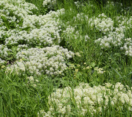 Lepidium a draba white flowers Lepidium draba