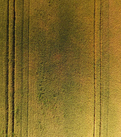 Ripening wheat. Green unripe wheat is a top view. Wheat field.の写真素材