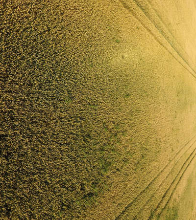 Ripening wheat. Green unripe wheat is a top view. Wheat field.の写真素材