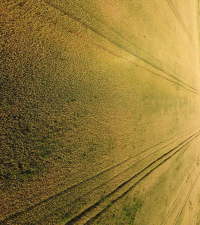 Ripening wheat. Green unripe wheat is a top view. Wheat field.の写真素材