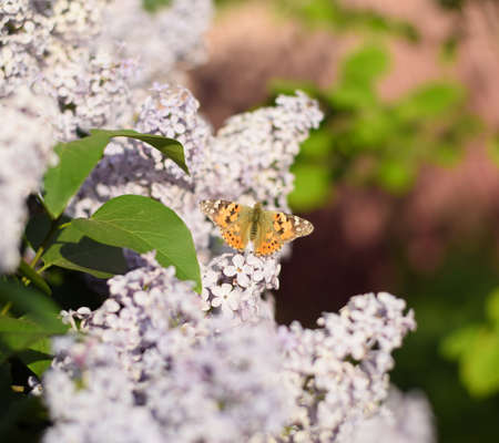 Butterfly Vanessa cardui on lilac flowers. Pollination blooming lilacs. Vanessa carduiの写真素材