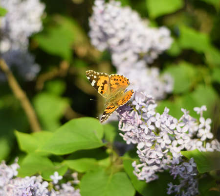 Butterfly Vanessa cardui on lilac flowers. Pollination blooming lilacs. Vanessa cardui