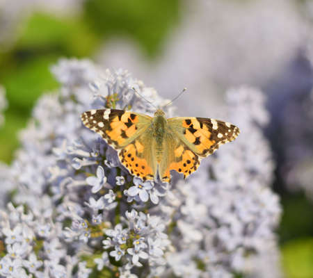 Butterfly Vanessa cardui on lilac flowers. Pollination blooming lilacs. Vanessa cardui