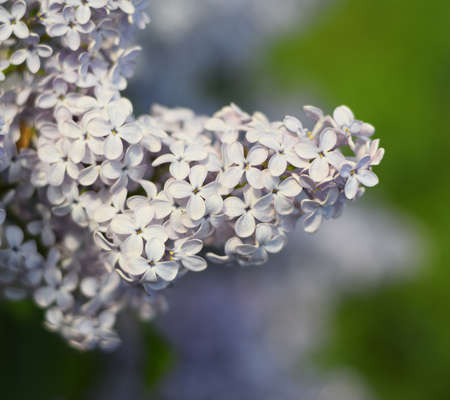 Flowers blooming lilac. Beautiful purple lilac flowers outdoors. Lilac flowers on the branches