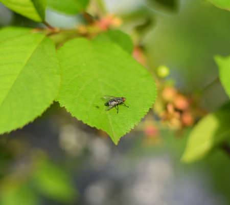 fly on a green leaf of a cherry.の写真素材