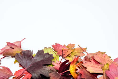 Autumn leaves of golden currant on a white background. copyspace of autumn leaves.の写真素材