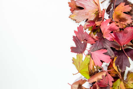 Autumn leaves of golden currant on a white background. copyspace of autumn leaves.