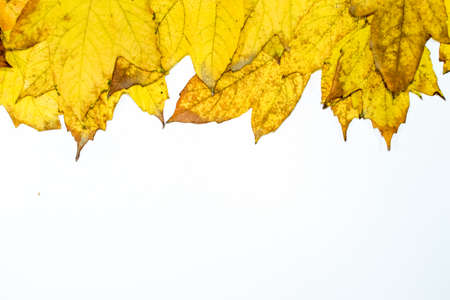 Autumn yellow maple leaves on a wooden background. copyspace of autumn leaves.