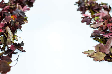 Autumn leaves of golden currant on a white background. copyspace of autumn leaves.の写真素材
