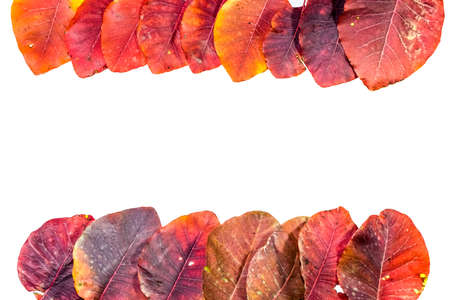Autumn red leaves of cotinus coggygria on a white background. copyspace of autumn leaves.の写真素材