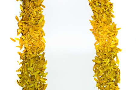 Gleditsia triacanthos, yellow leaves on a white background.の写真素材