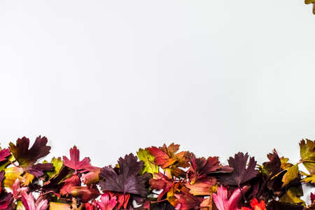 Autumn leaves of golden currant on a white background. copyspace of autumn leaves.の写真素材