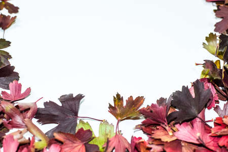 Autumn leaves of golden currant on a white background. copyspace of autumn leaves.