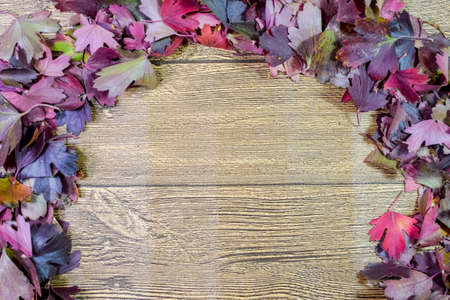 Autumn leaves of golden currant on a wooden background. copyspace of autumn leaves.