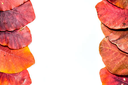 Autumn red leaves of cotinus coggygria on a white background. copyspace of autumn leaves.