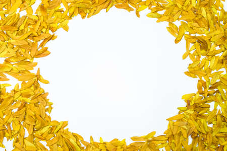 Gleditsia triacanthos, yellow leaves on a white background.