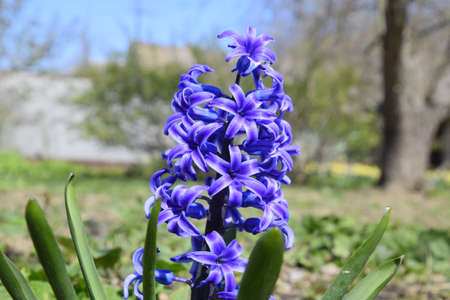 Hyacinthus flowers in the garden in spring. single plant Hyacinthの写真素材