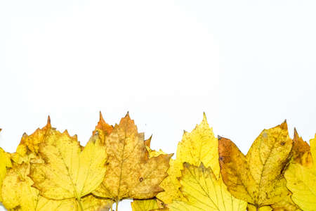 Autumn yellow maple leaves on a wooden background. copyspace of autumn leaves.の写真素材