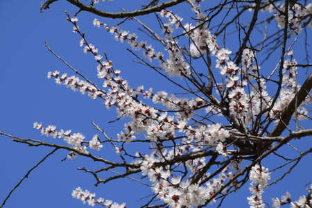 Apricot flowers on the tree branches. Spring flowering garden.