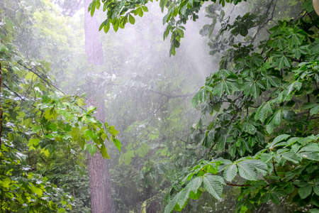 Chestnut tree in the park, chestnut tree in the rain.