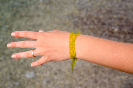 Algae bracelet on a female hand. romantic seaweed decorationの写真素材