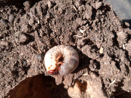 Rhino beetle larvae on rotten wood stump. rhinoceros beetleの写真素材