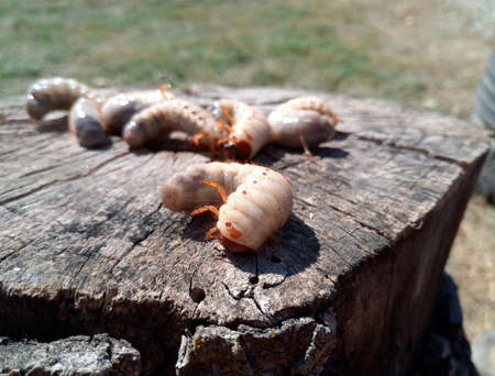 rhinoceros beetle, Rhino beetle larvae on an old wood stump. Large larvae of a rhinoceros beetle.
