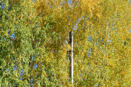 Collection of Beautiful Colorful Autumn Leaves. green, yellow and orange and red