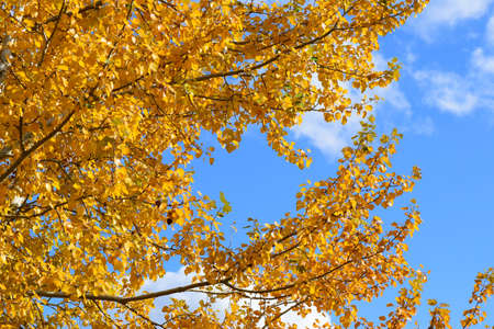 Collection of Beautiful Colorful Autumn Leaves. green, yellow and orange and redの写真素材