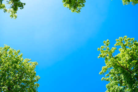 tops of chestnut trees against a blue sky.の写真素材