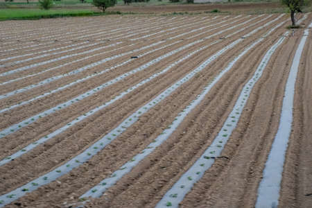 Field with crops of watermelons under the film. Field of gourds