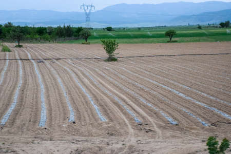 Field with crops of watermelons under the film. Field of gourdsの写真素材