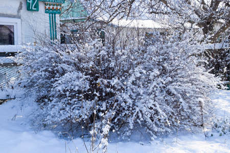 Lush shrub, the branches of which are in the snow. Winter in the garden.の写真素材