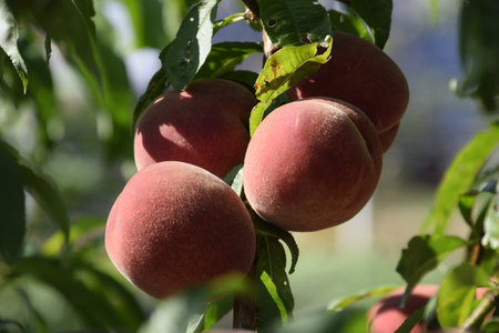 Bright red peach fruits on the branches of the tree.