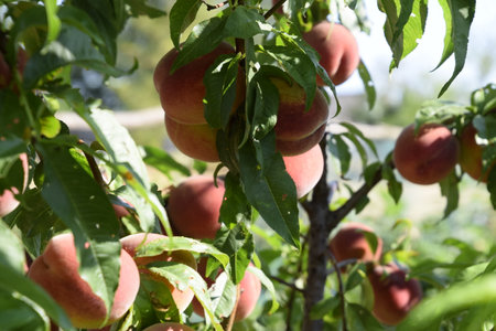 Bright red peach fruits on the branches of the tree.の写真素材