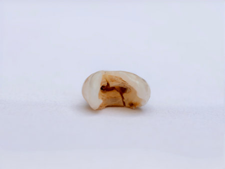 Pulled out, cracked and damaged tooth, second premolar on a white background