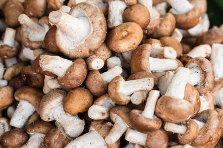 Shiitake mushroom
