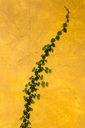 yellow background ,yellow wallpaperの写真素材